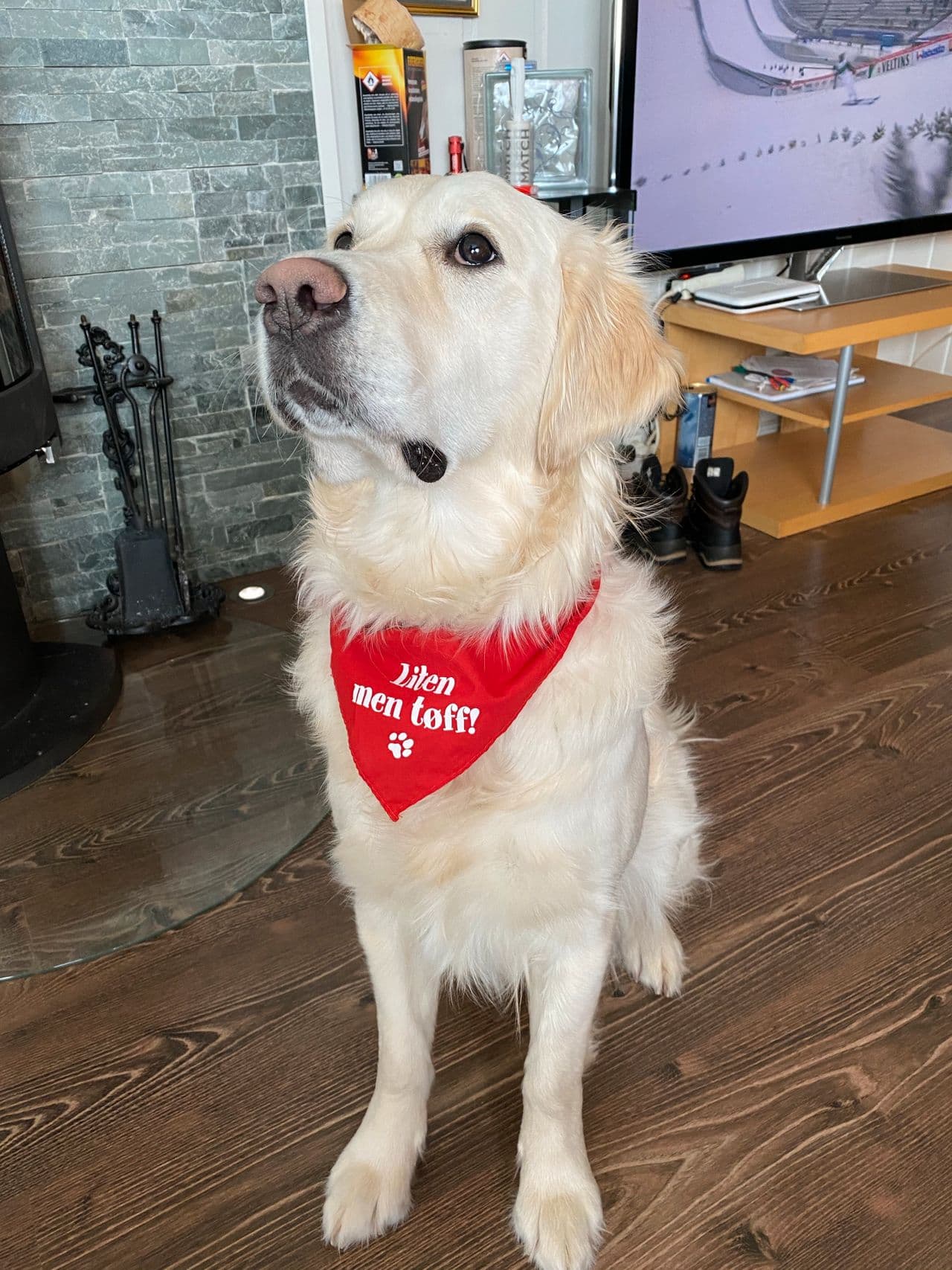 NKK Golden retriever valper til salgs