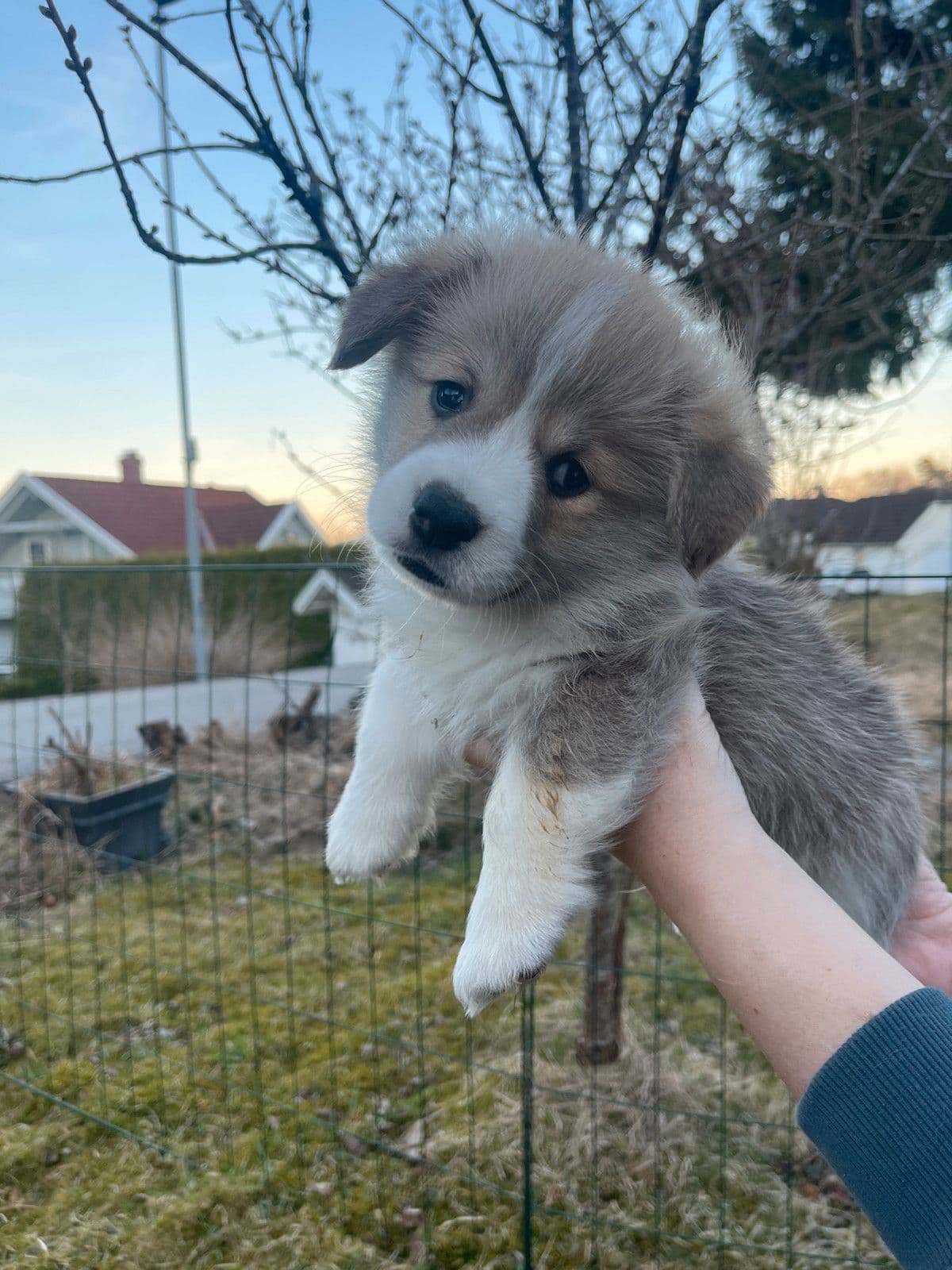 Welsh corgi pembroke - to valper til salgs