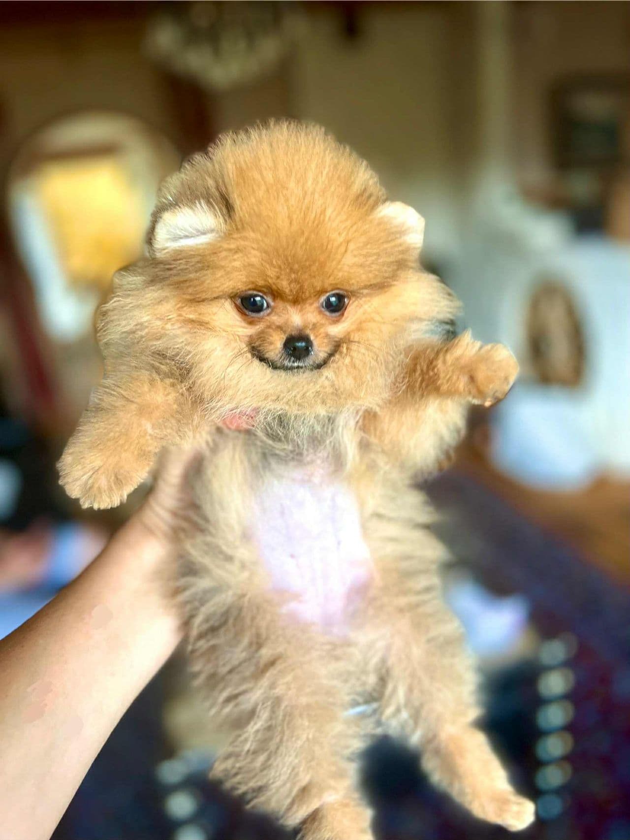 NKK registrert pomeranian tispe valp.