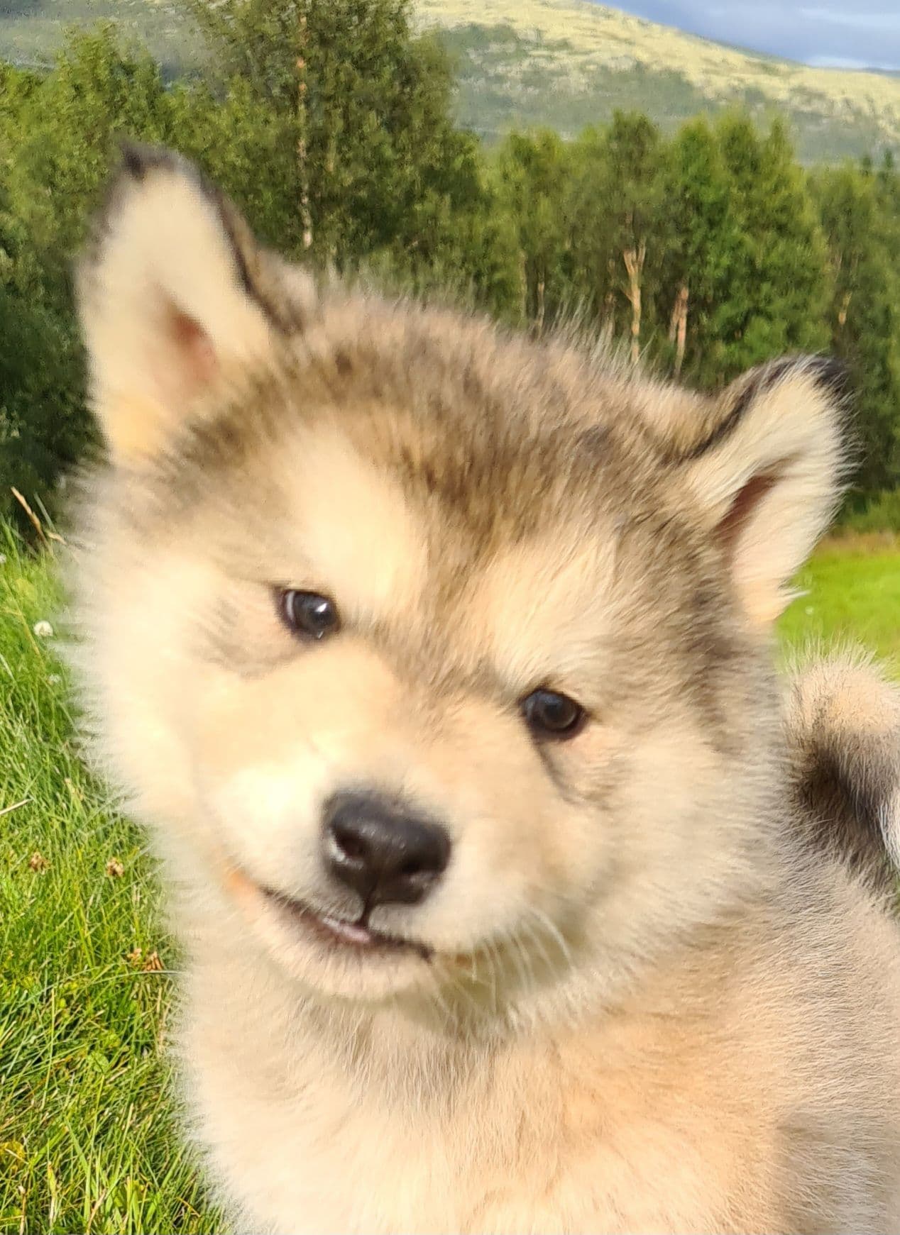 Alaskan Malamute valper til salgs