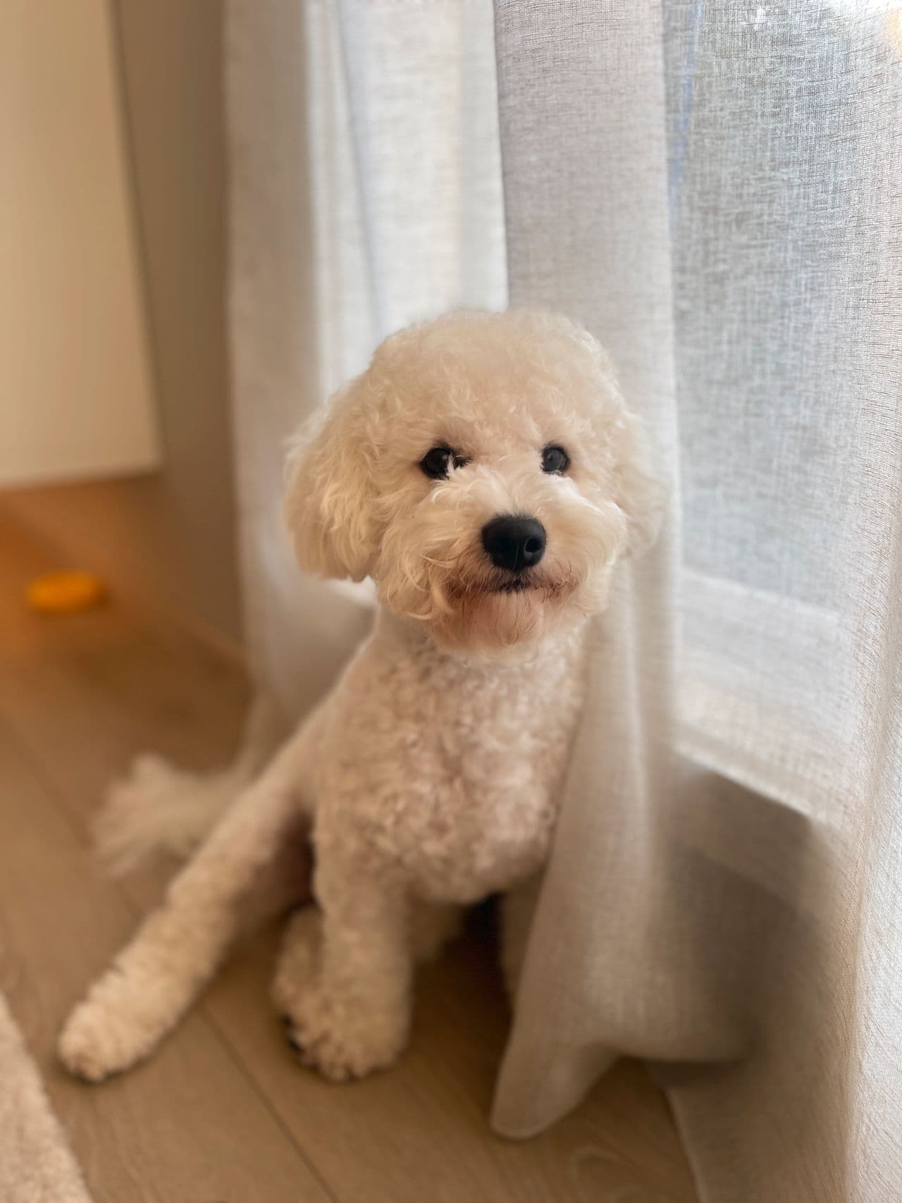Verdens snilleste bichon frisé søker nytt hjem