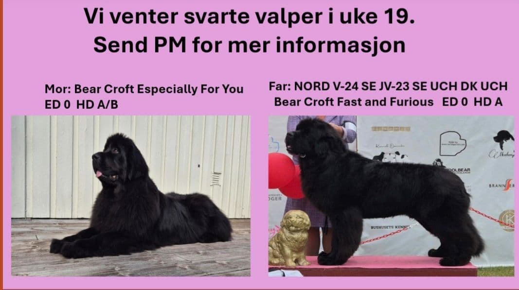 Newfoundlandsvalper