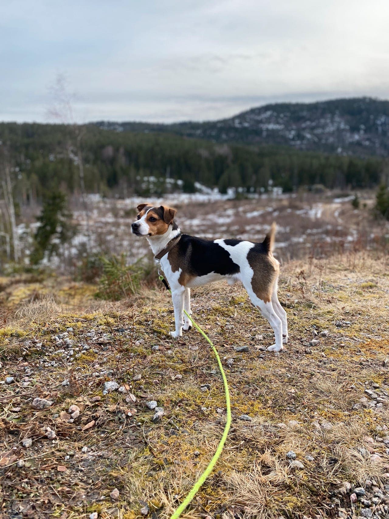 Dansk svensk gårdshund søker ny heim