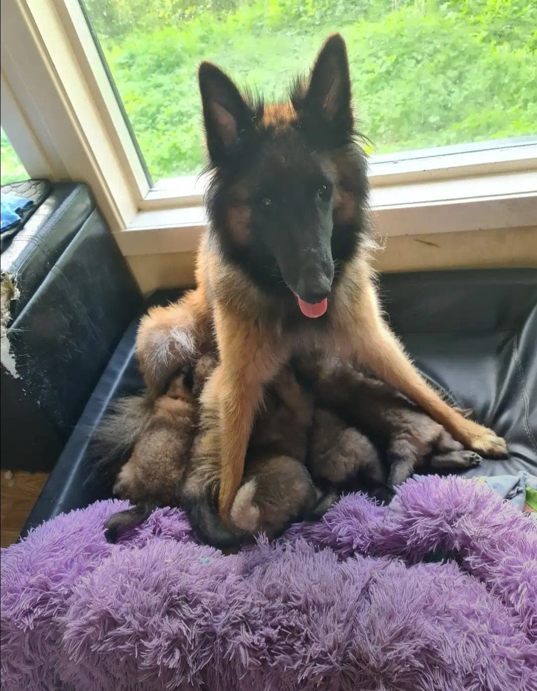 Tervueren valper våren 2026.