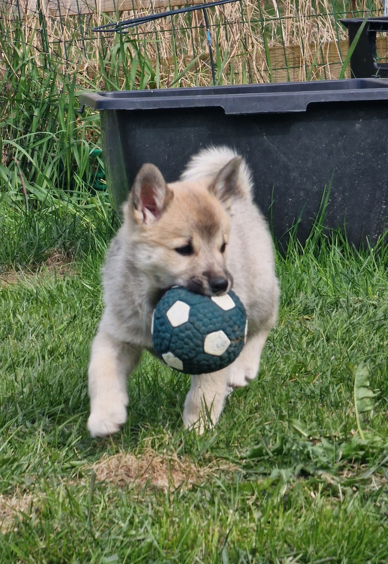 Norsk buhund valper