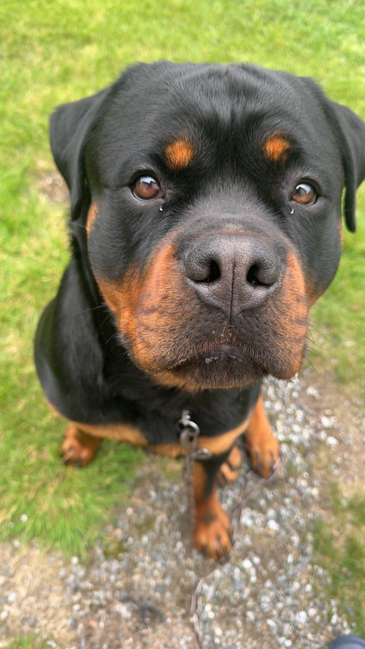 Flott Rottweiler 16 mnd