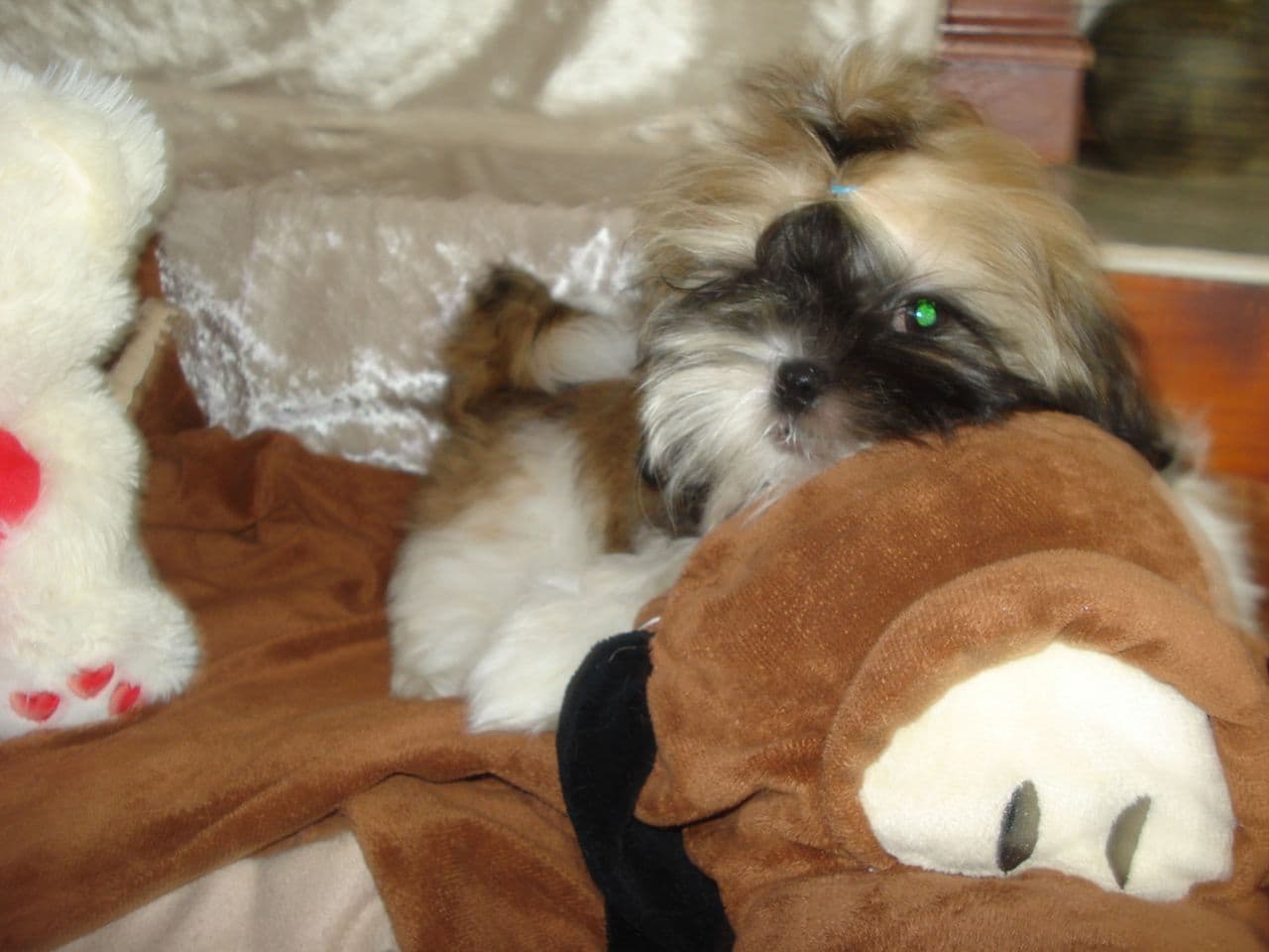 Nydelig renraset Shih-Tzu tispe