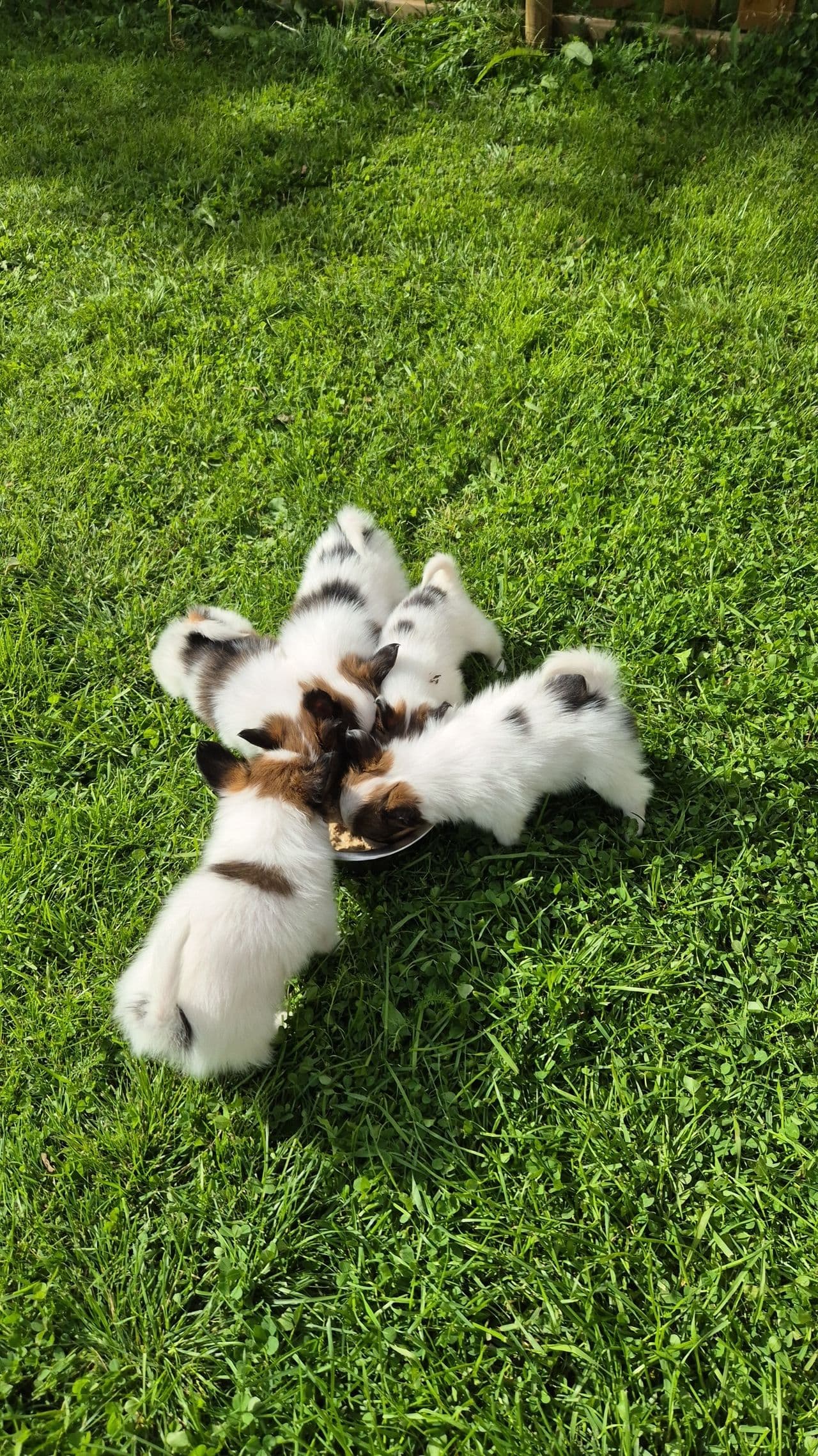 Papillon