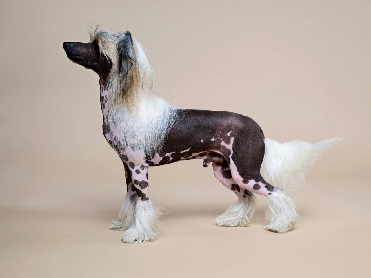 Vakker Chinese crested gutt