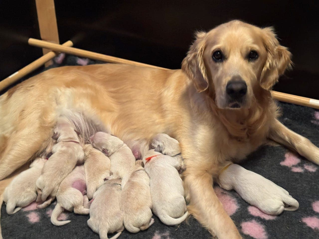 Golden retriever valper