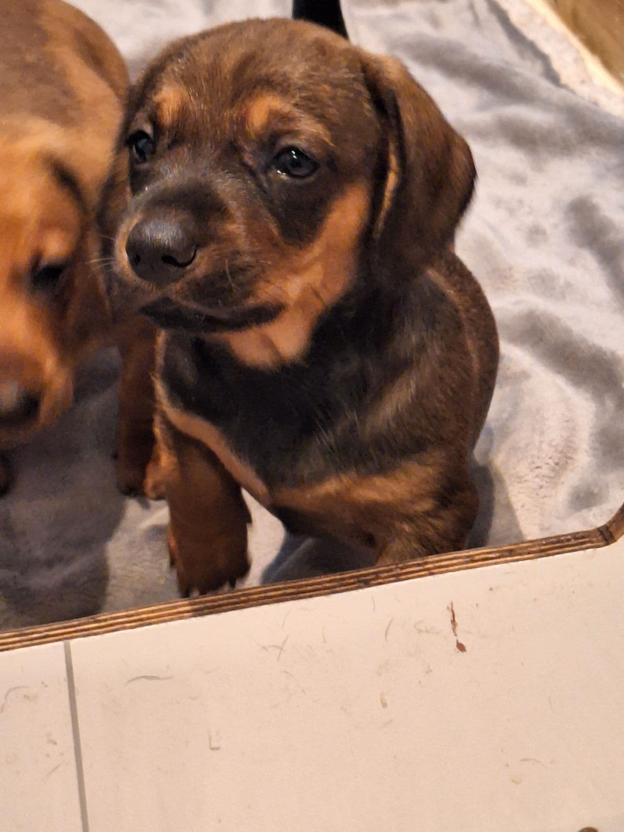 Dachshund
