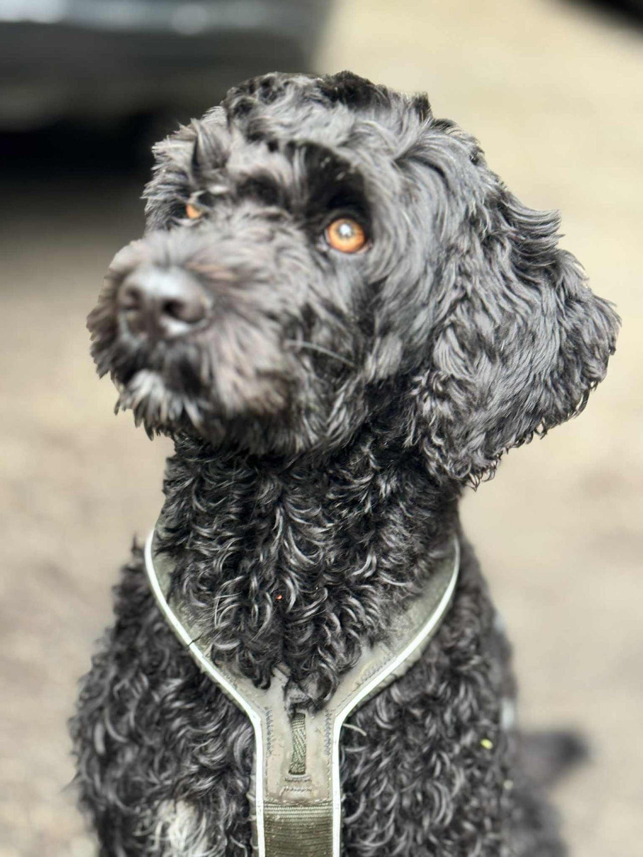 Oppdatert annonse 16/11. Valper, portugisisk vannhund