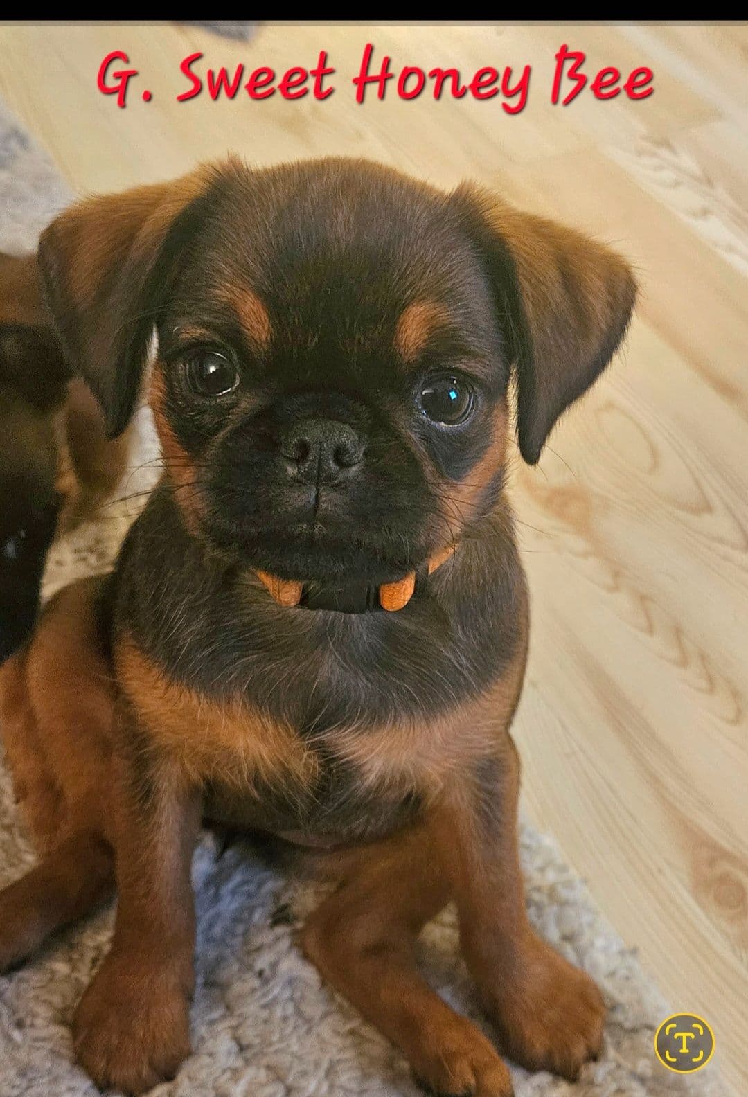 Petit Brabancon tispevalp