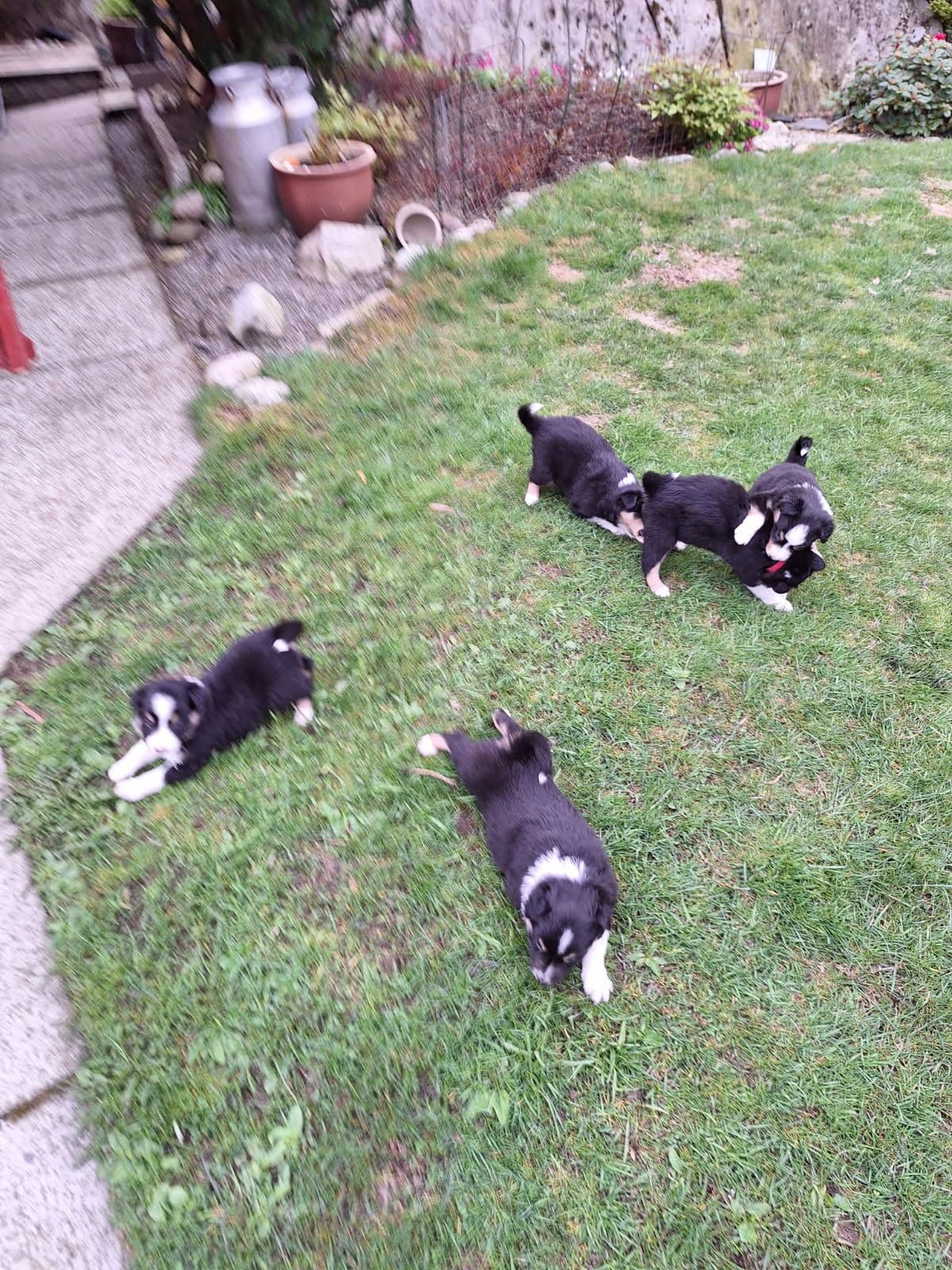 Border Collie valper selges