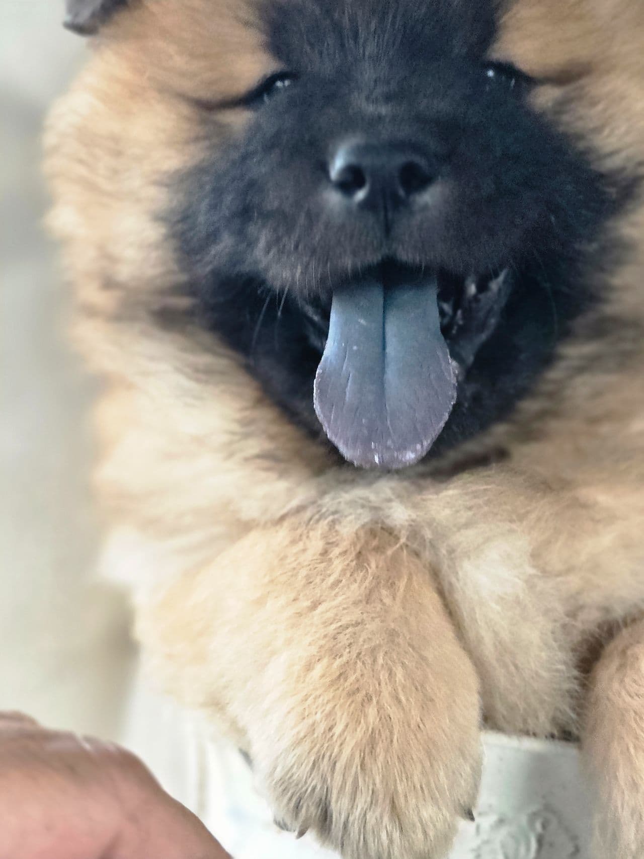 Eurasier valper