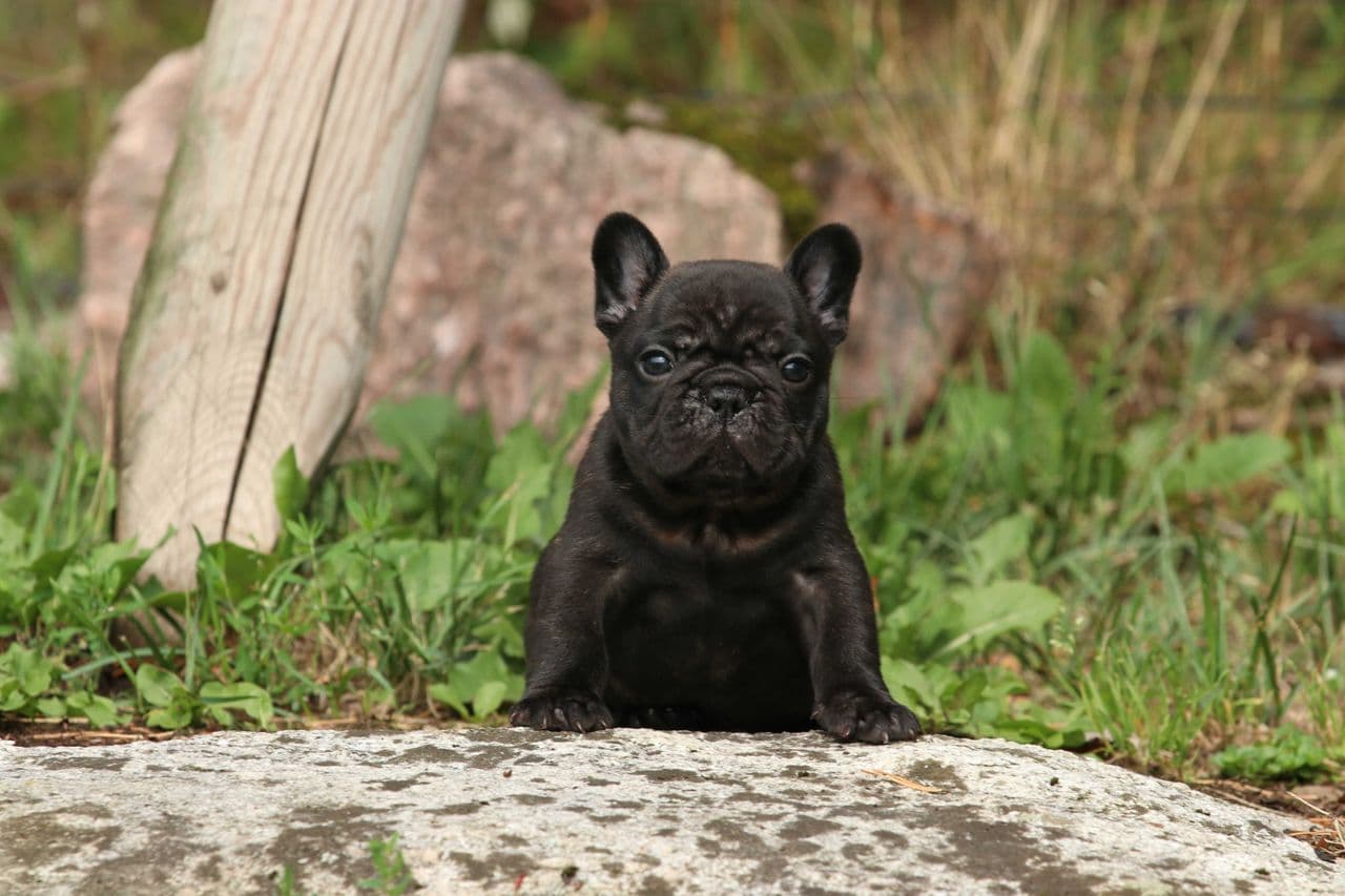 Fransk Bulldogvalper