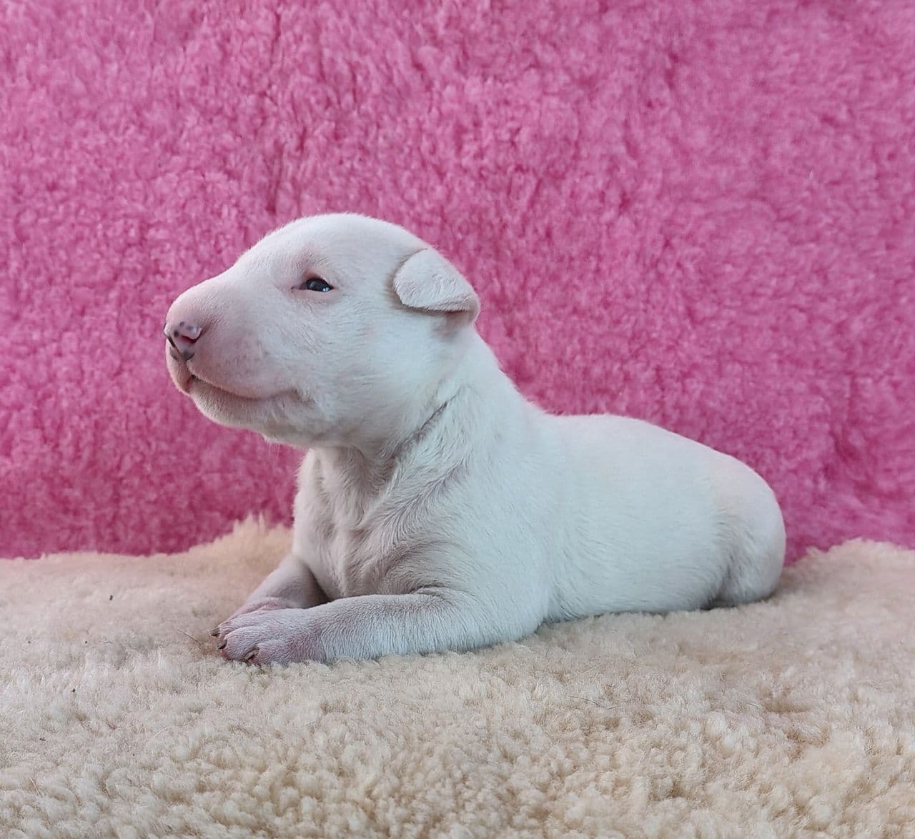 Bullterrier valper til salgs