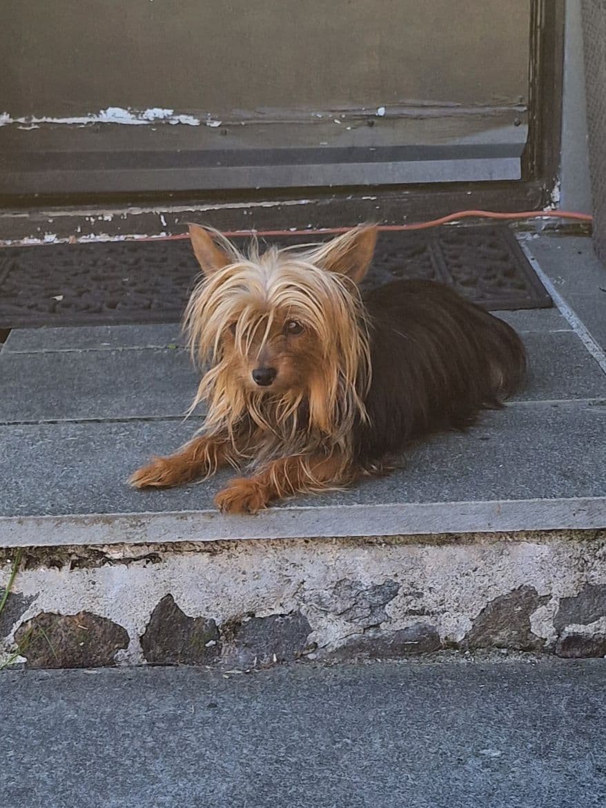 Yorkie valper til nye hjem