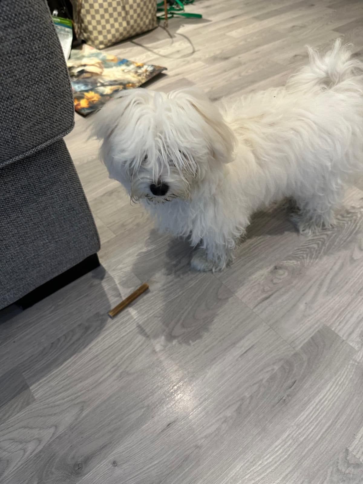 Malteser  valp til salg