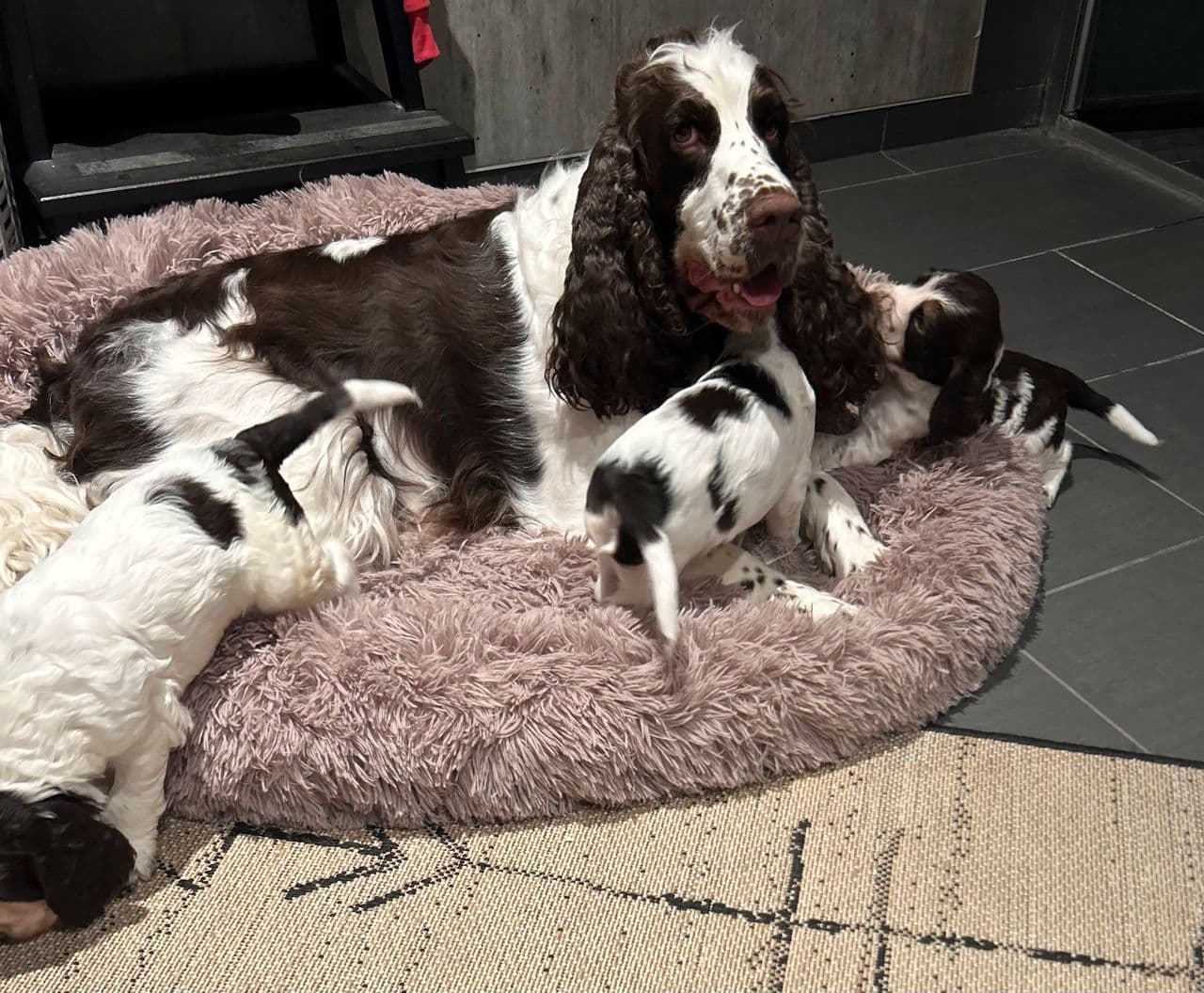 Engelsk springer spaniel 🌞 En bestevenn til ferien? 🐾