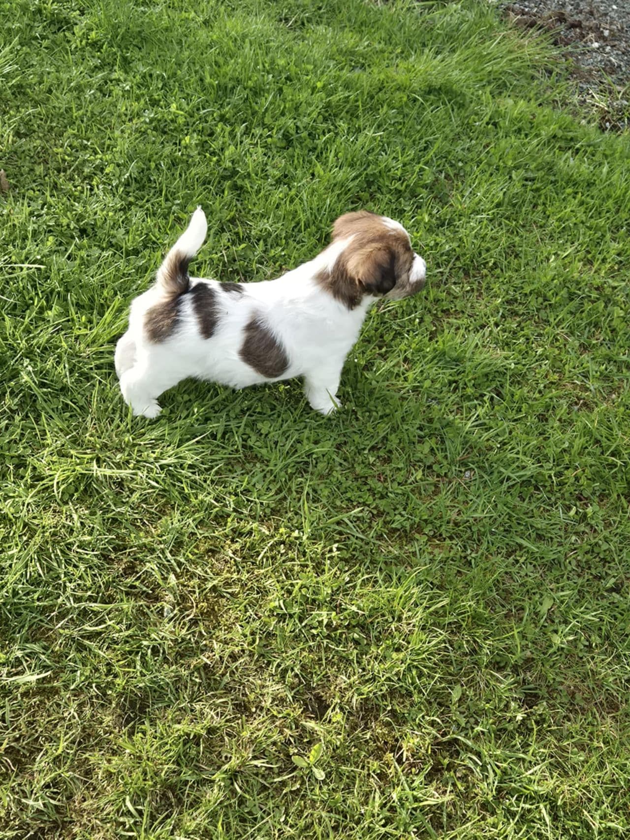 Nkk registrert  jack russell valper