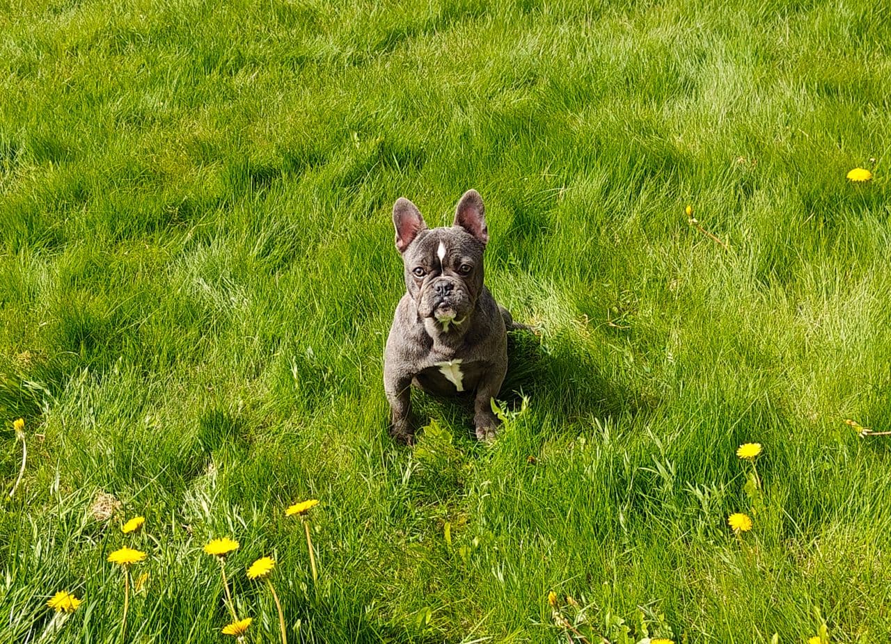 Verdens søteste blå fransk bulldog venter på deg! 💙🐾