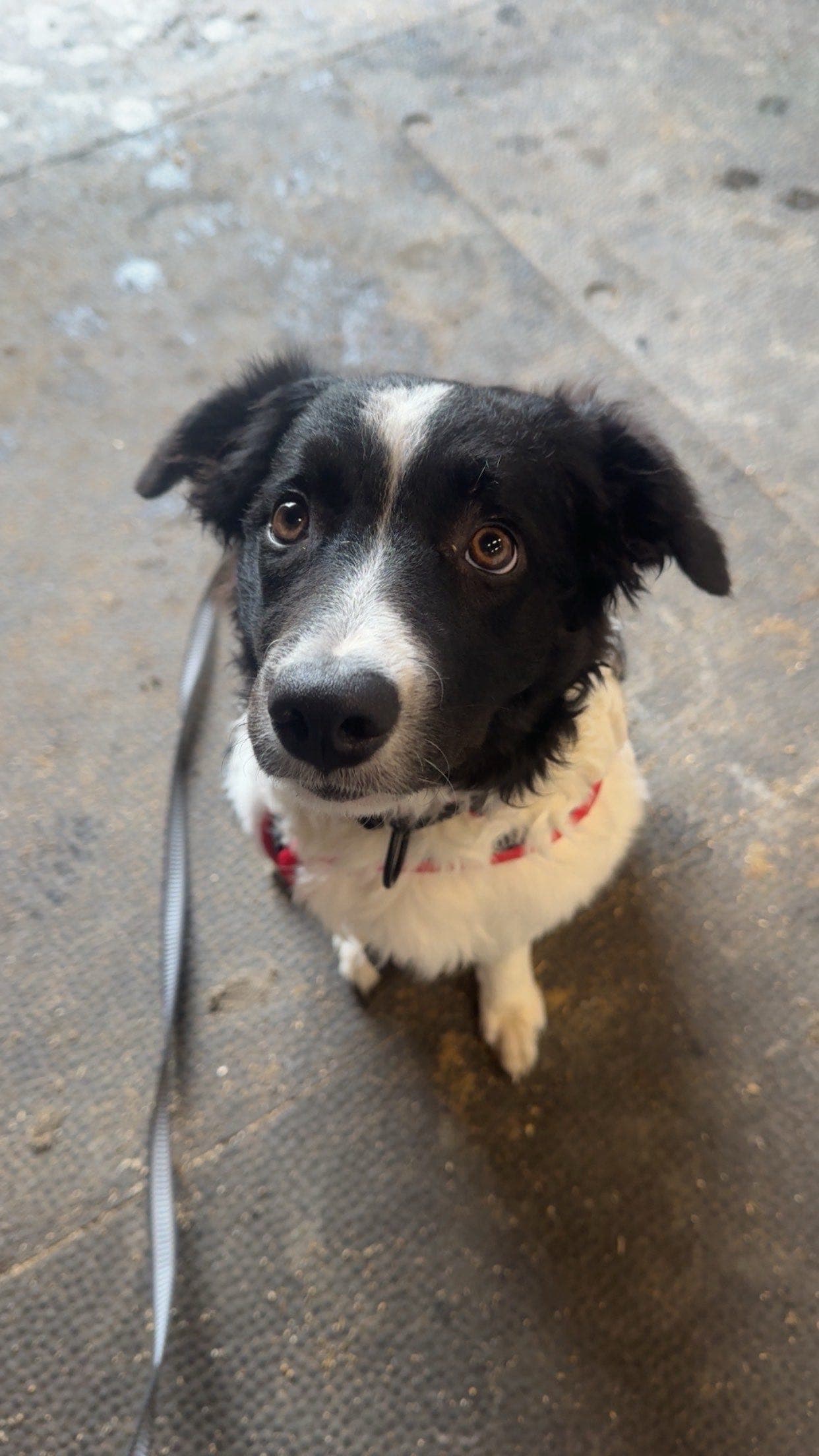 Bordercollie Tispe