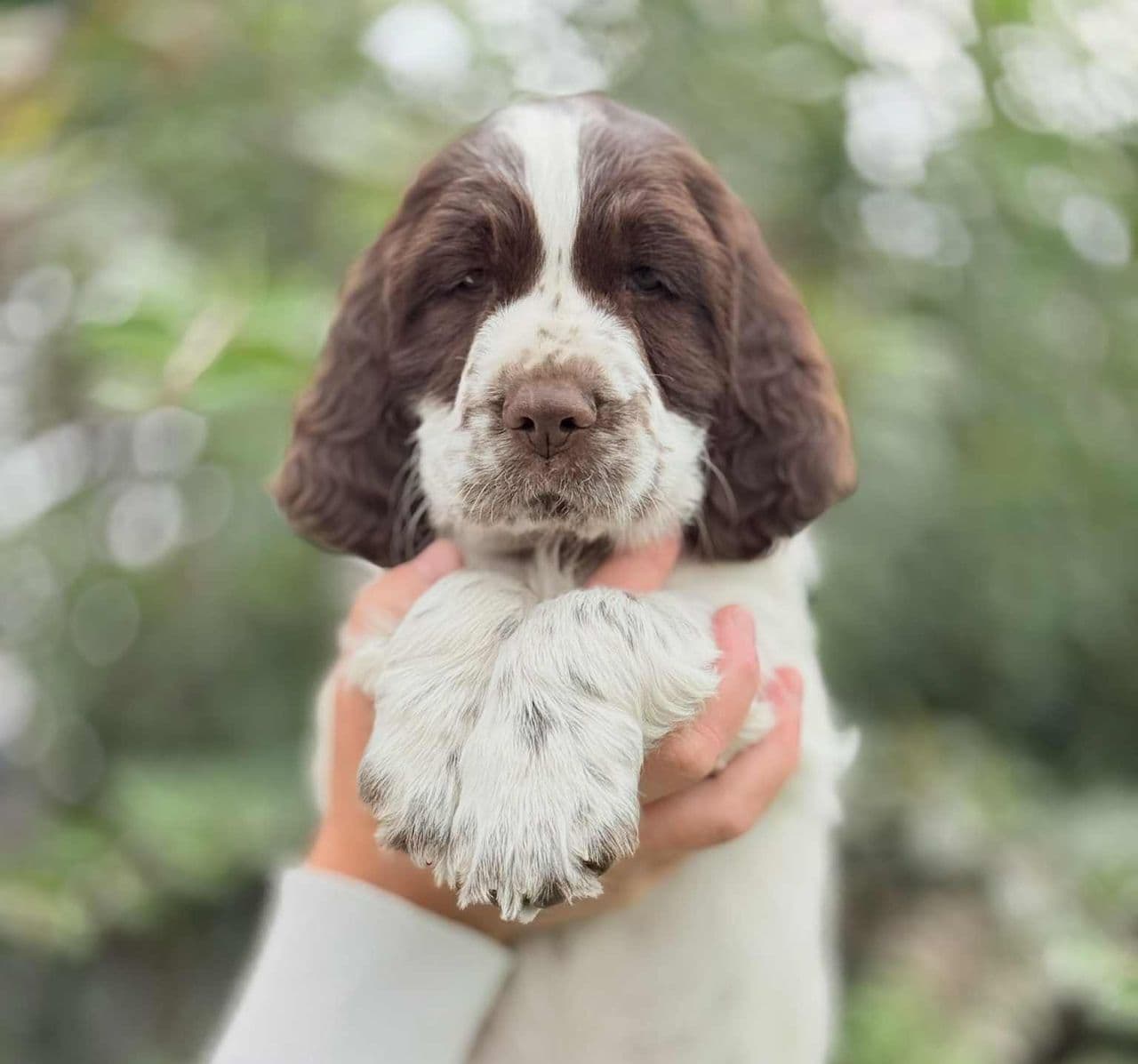 Engelsk Springer Spaniel valper til salgs