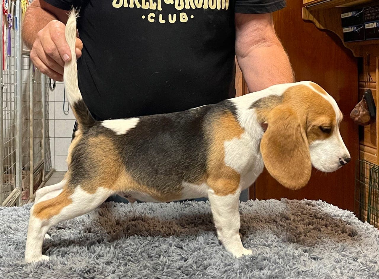Beagle valper klare for jakta eller som familiehund.