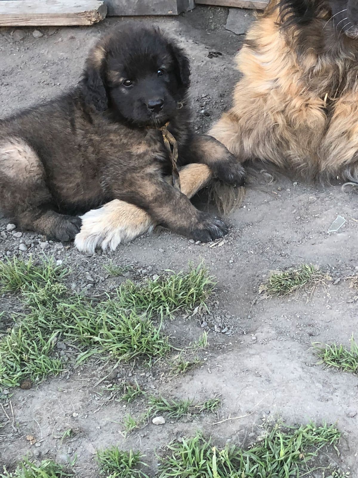 Leonberger valper