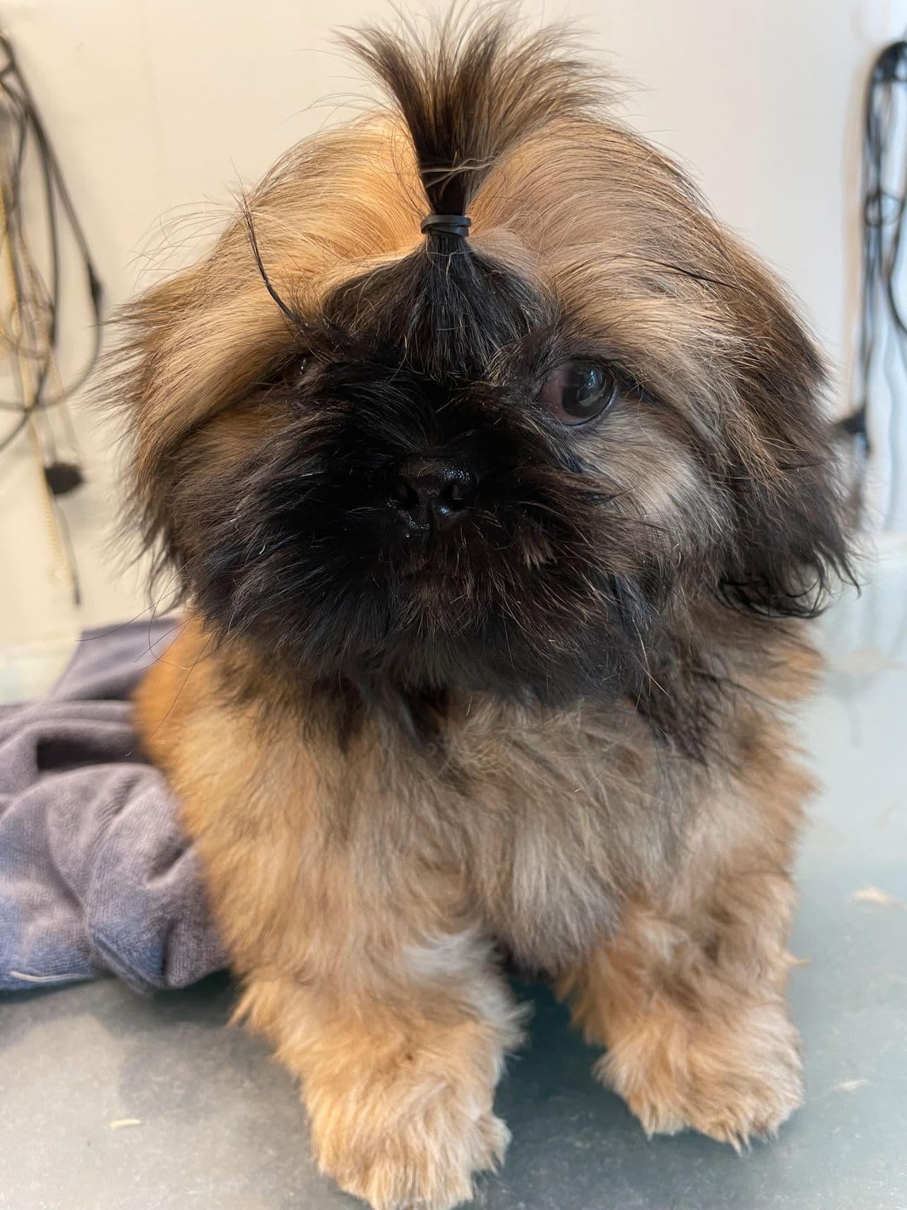 Shih tzu valp, hanhund til salgs