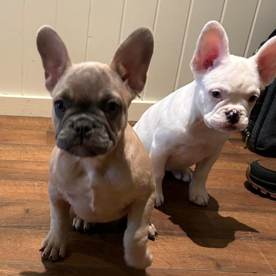 Fransk bulldogg valper i eksotiske farger