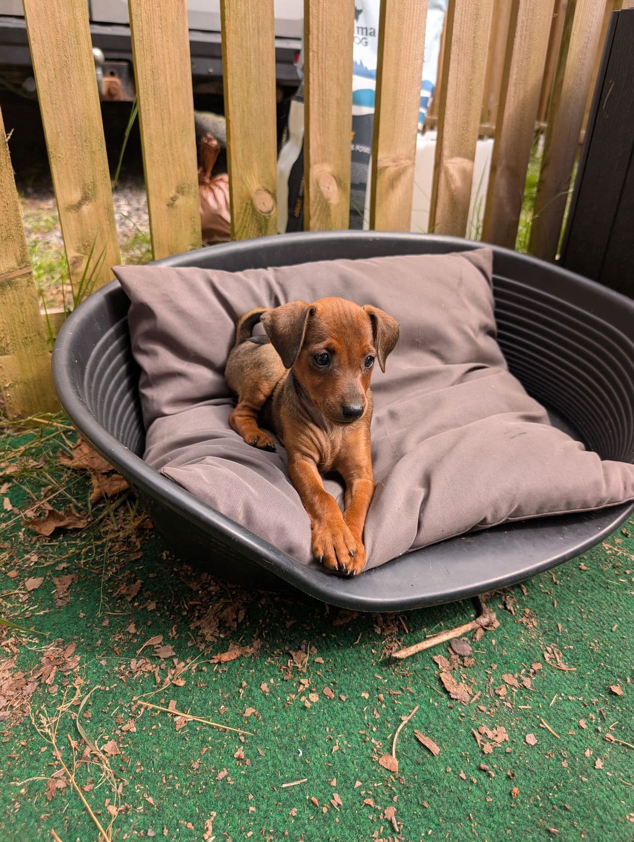 Dvergpinscher valp - Tispe