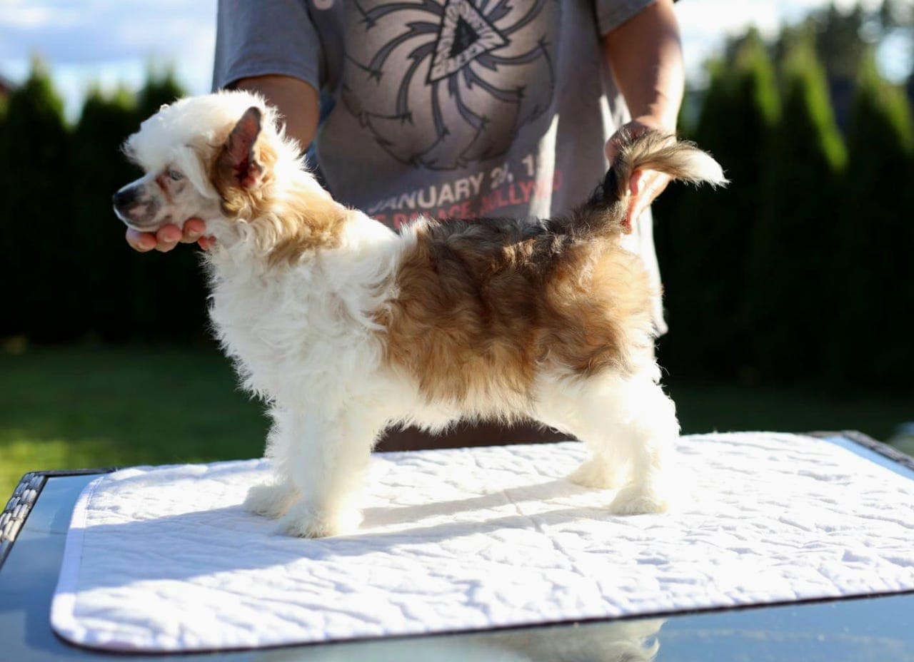 Fluffy jente valp 🩷