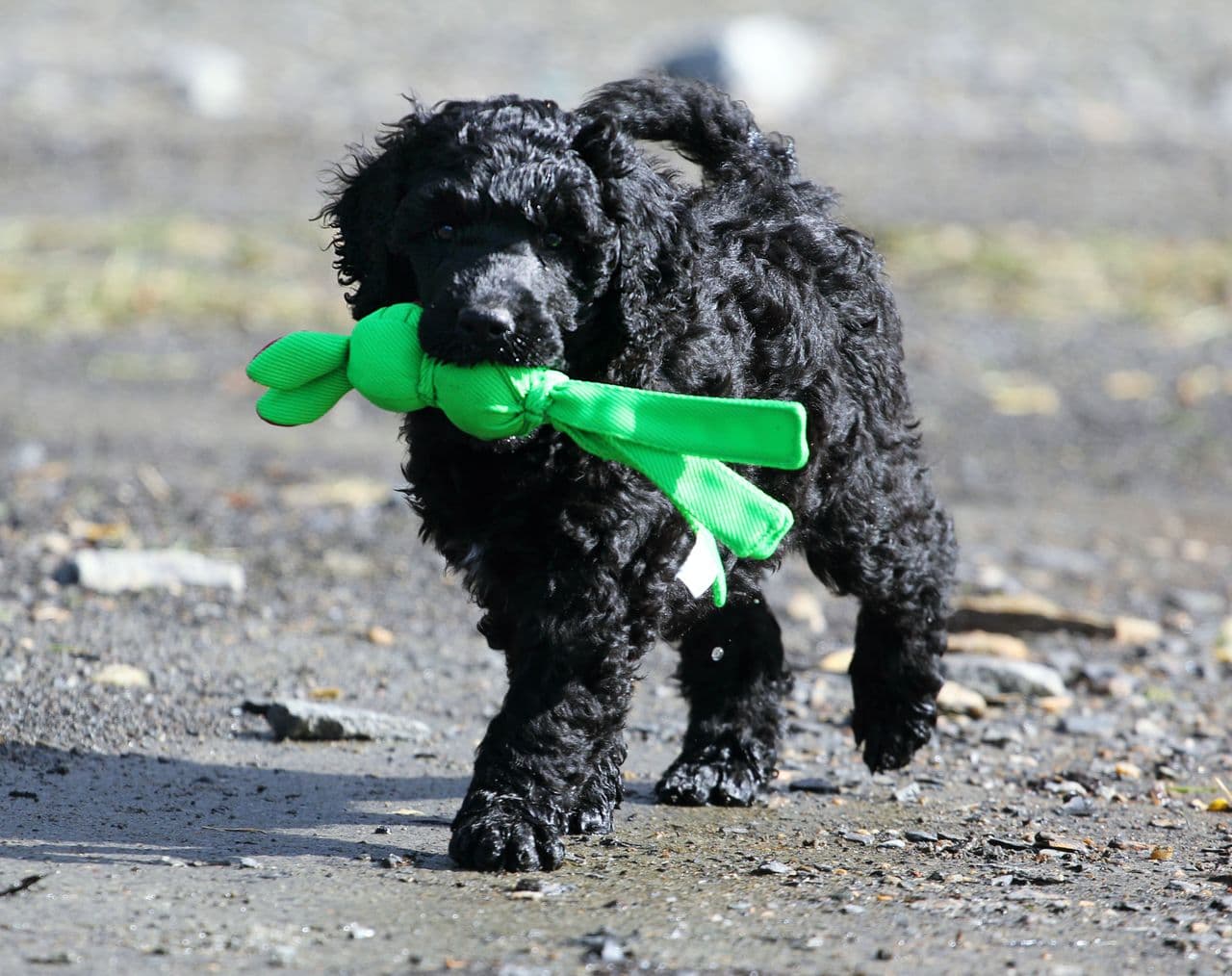 Portugisisk vannhund valper