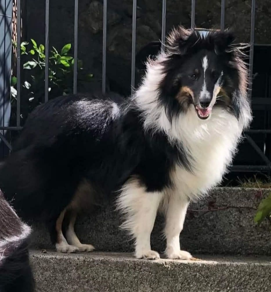 Shetland sheepdog valper ventes i juli