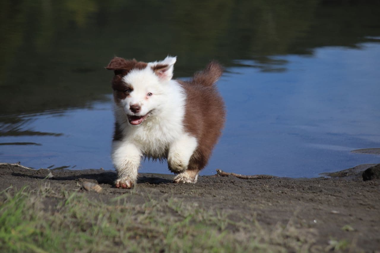 Australian Shepherd hannvalp
