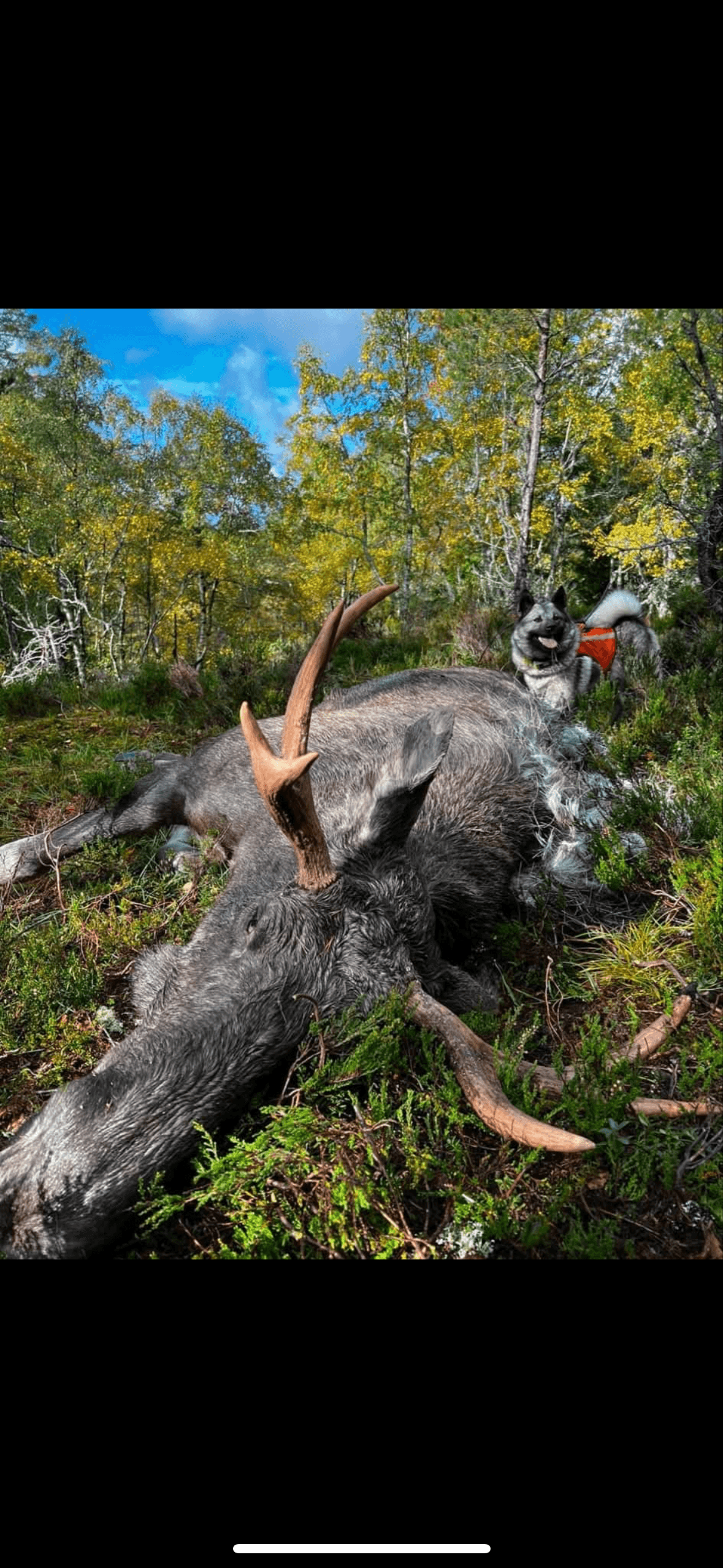 Norsk elghund grå valper