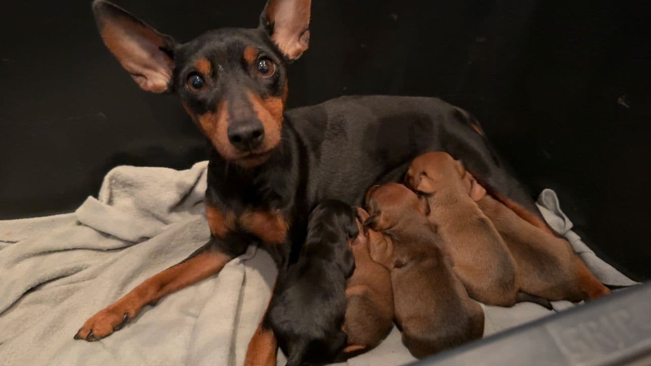 Dvergpinscher valper
