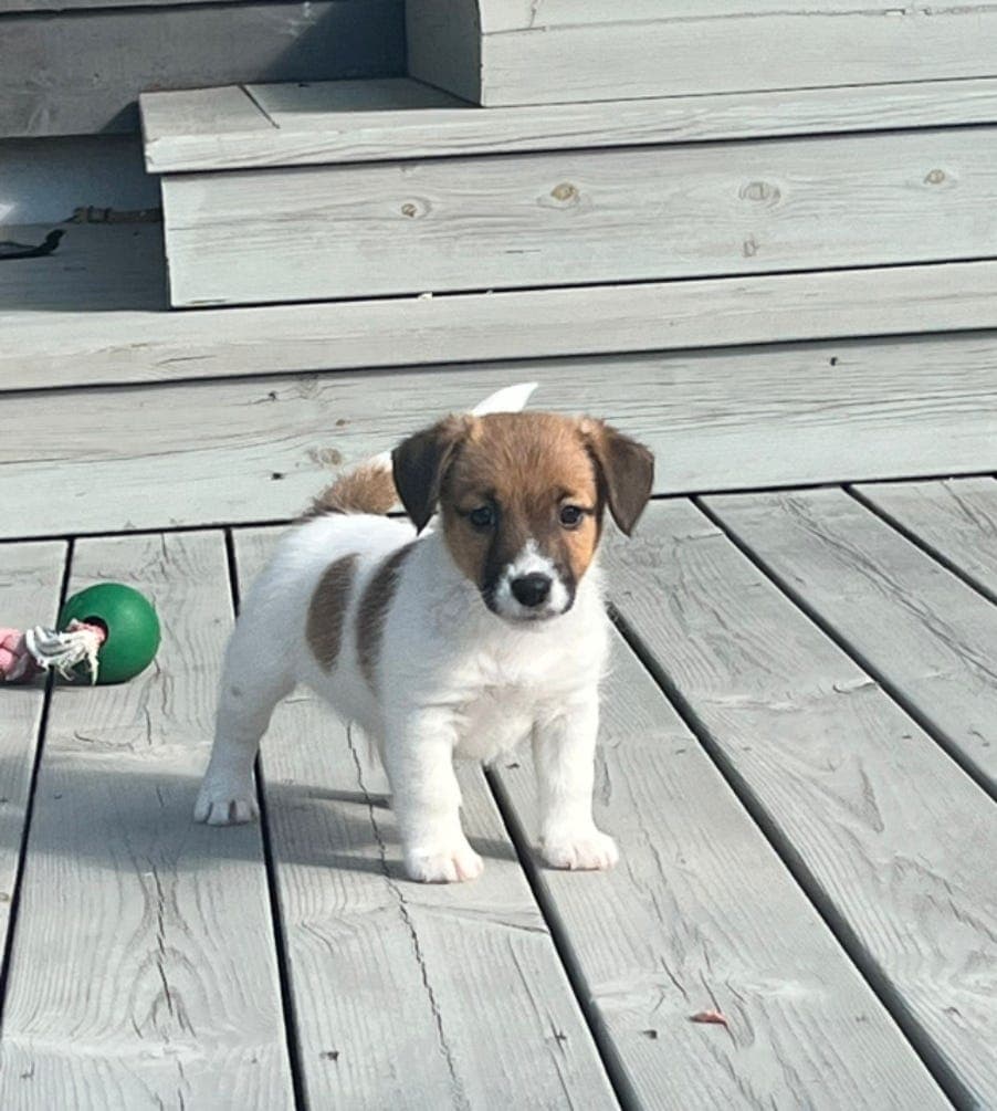 Jack Russell terrier hannvalp NKK reg