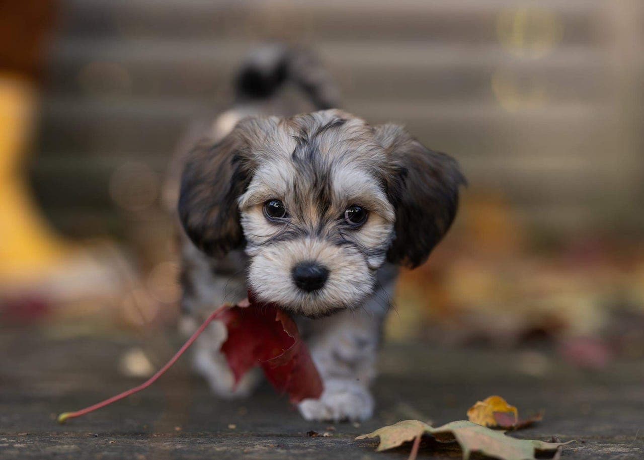 Bichon Havanais valper