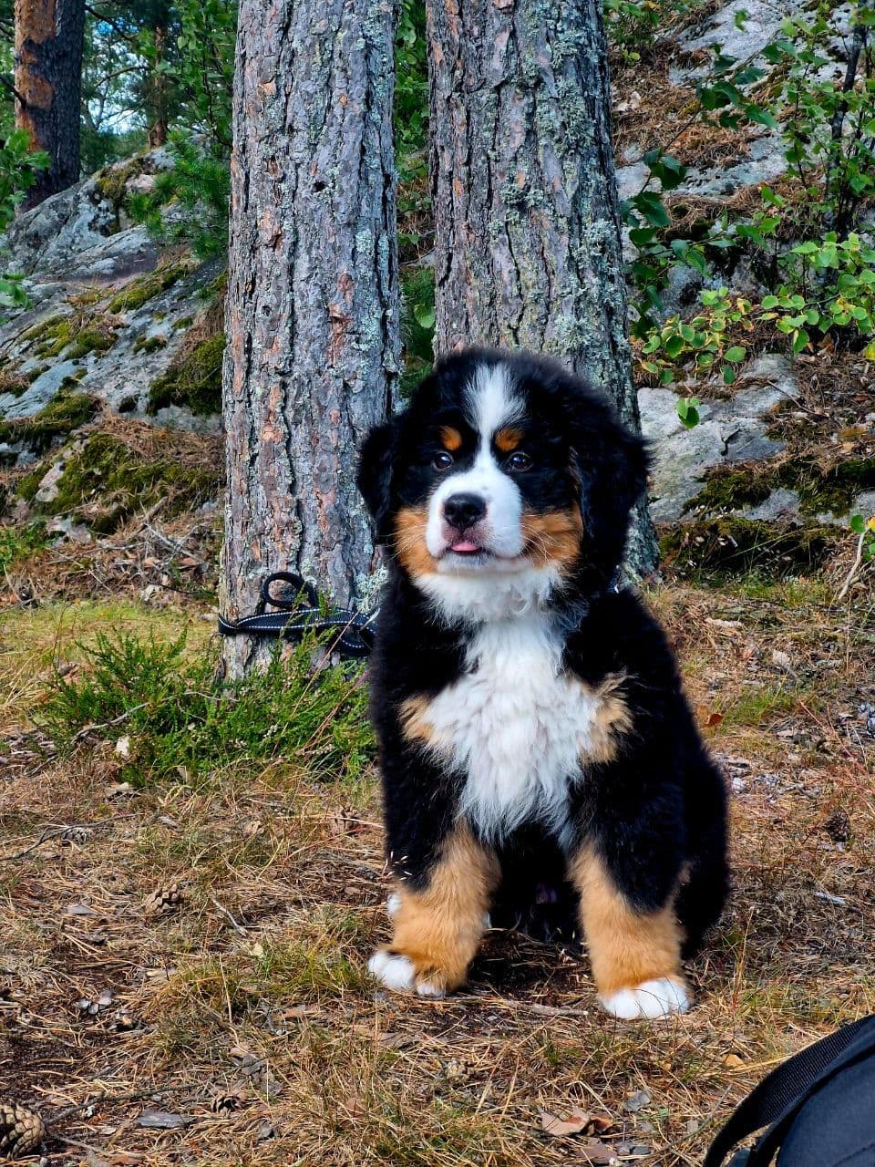 Berner sennenhund🐶❤️