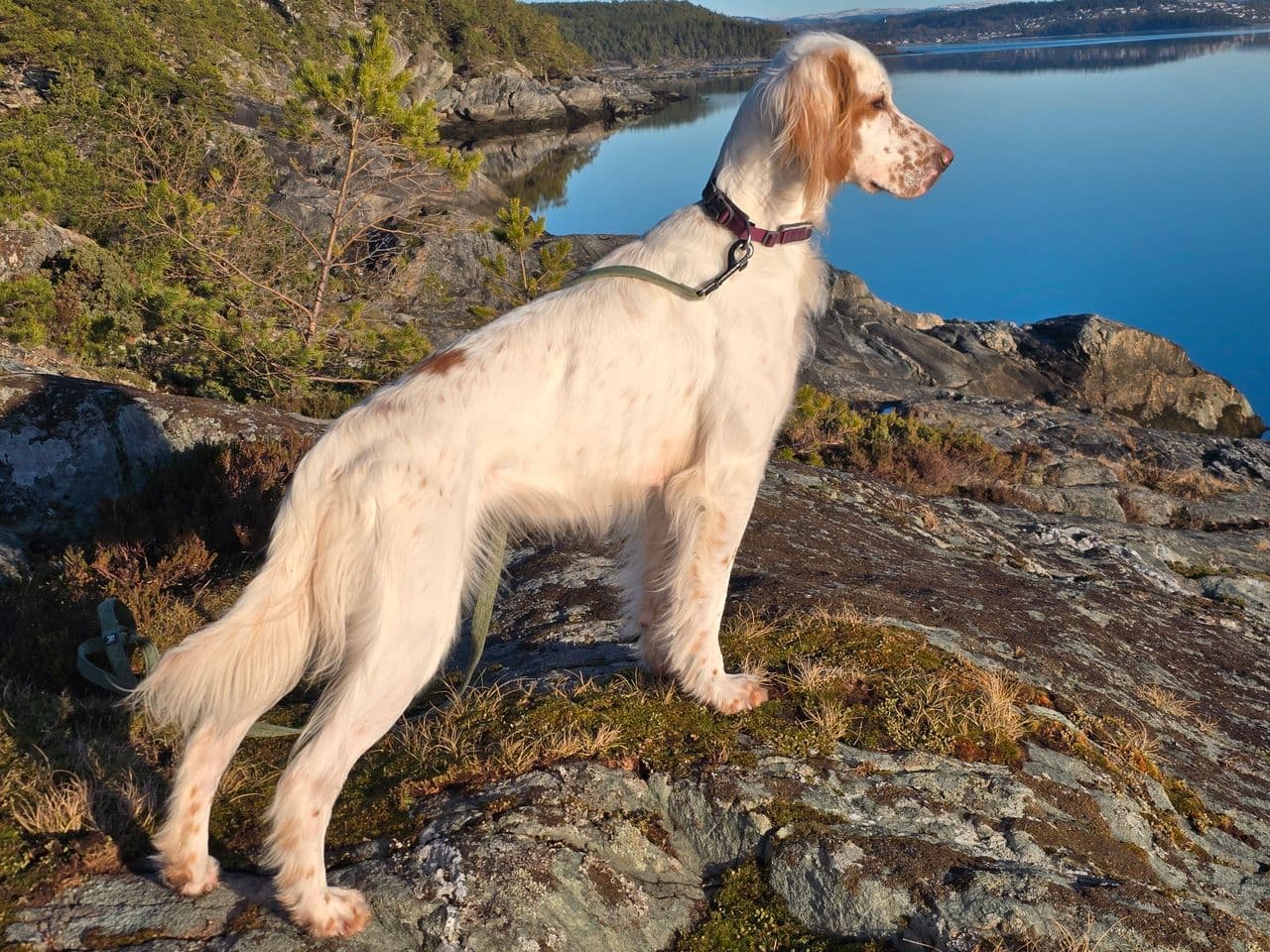 Engelsk setter valper-reservert. Foreldre; Jaktpremierte og Årets ES utstilling.