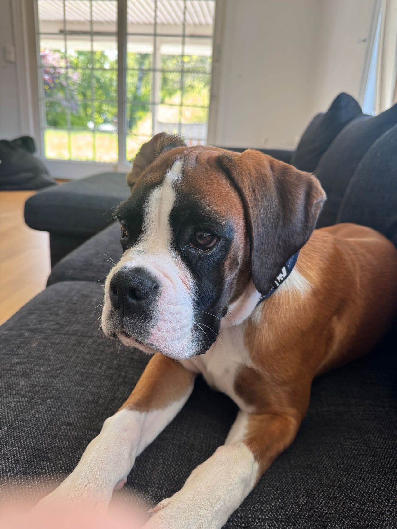 NYDELIG BOXER VALP 5 MND M/utstyr!!