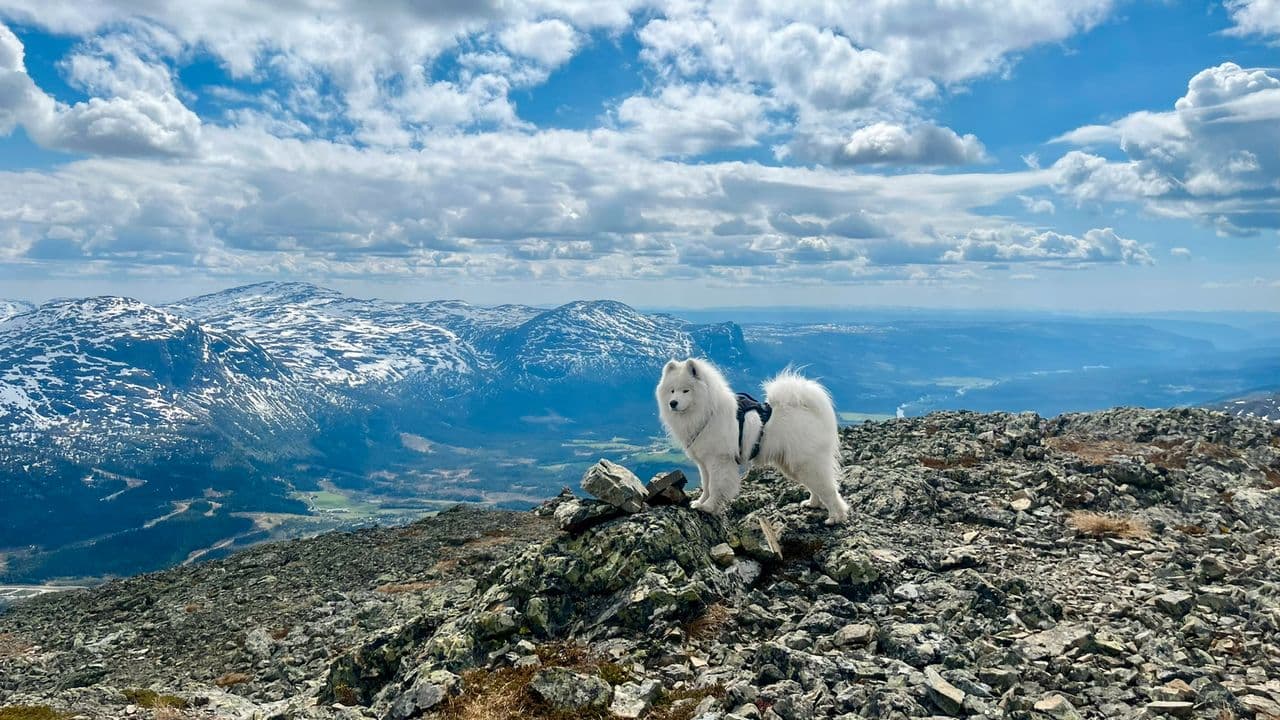 Samojed hann vurderes omplassert til rett familie.