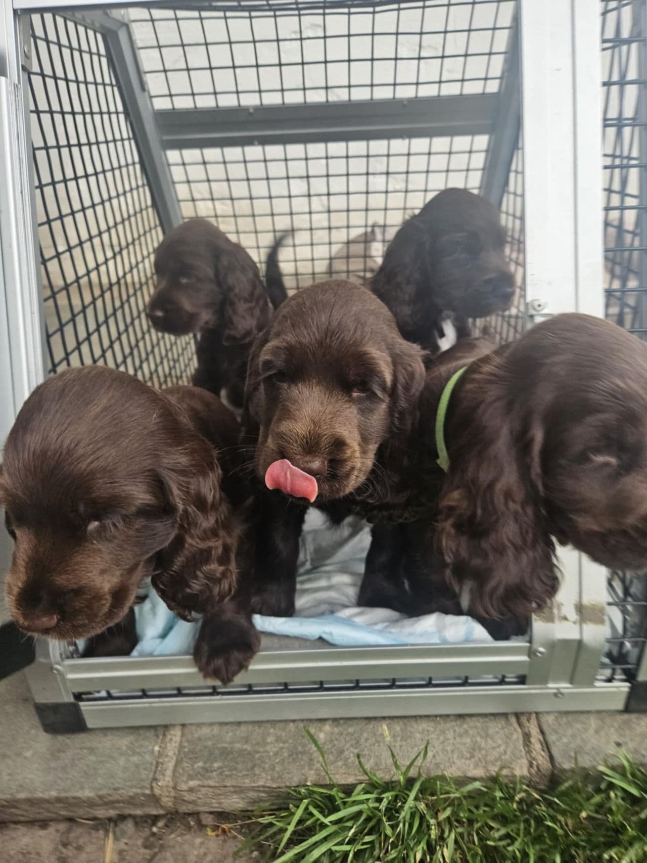 Brun/lever engelsk cocker spaniel tispevalp.