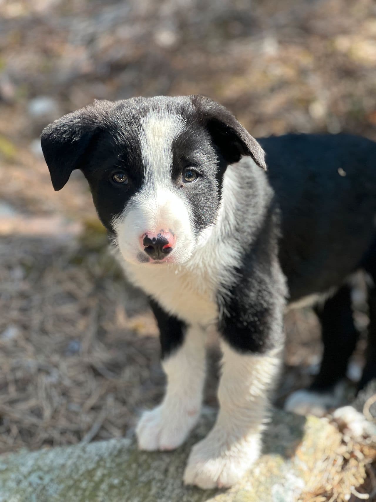 Border collie valper til salgs
