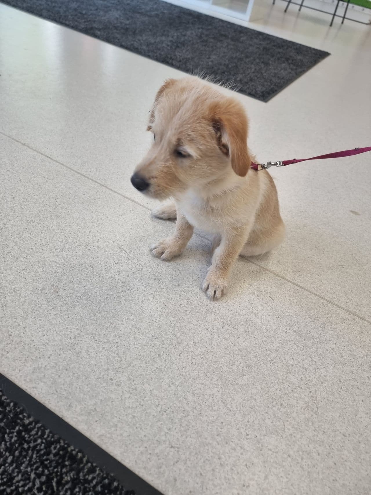 Labrador puppies ready for delivery