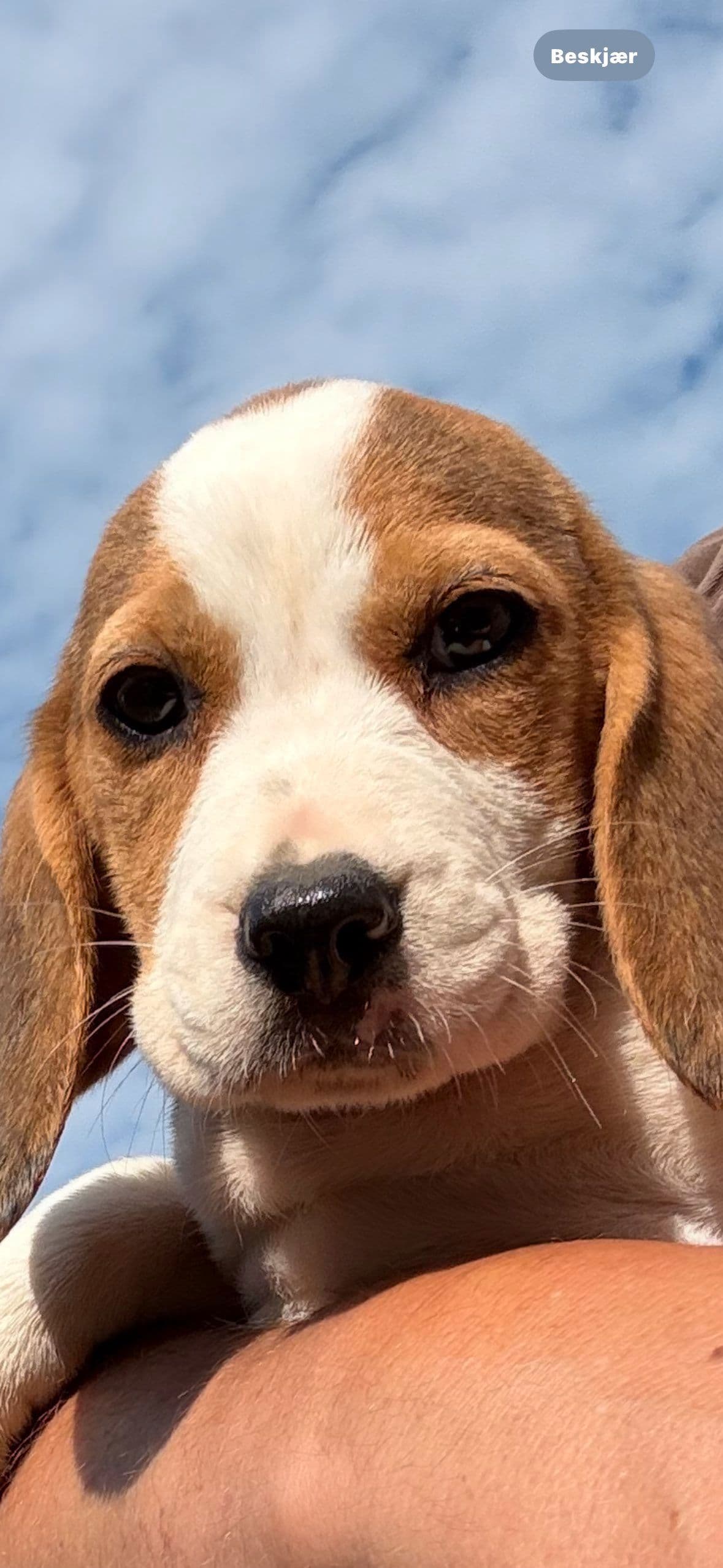 Nydelig og rolig Beaglevalp