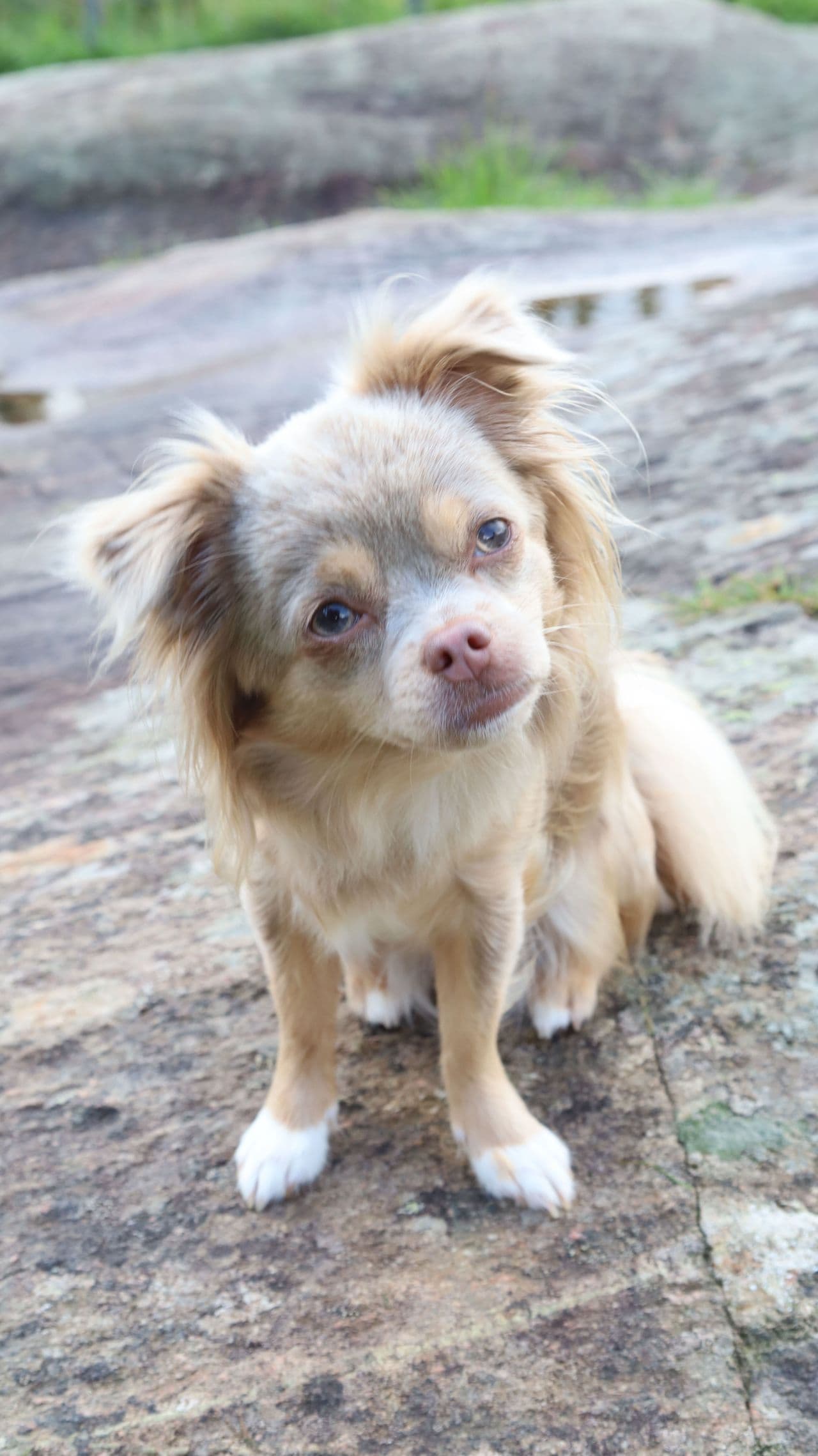 Vakker chihuahua jente vurderes omplassert til rett hjem